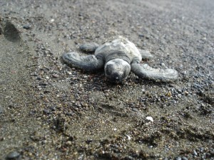 istockbabyturtle-Ostional Recently hatched baby Olive Ridley turtle, Ostional